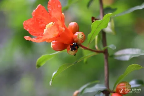 石榴树保花保果打什么药