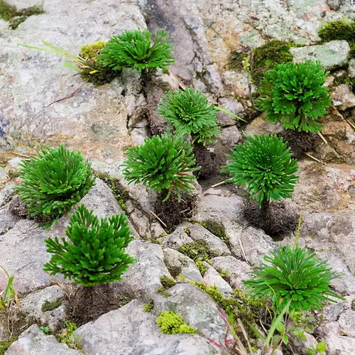 镇宅辟邪最厉害的植物