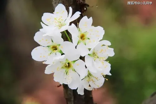 杏花长什么样梨花长什么样