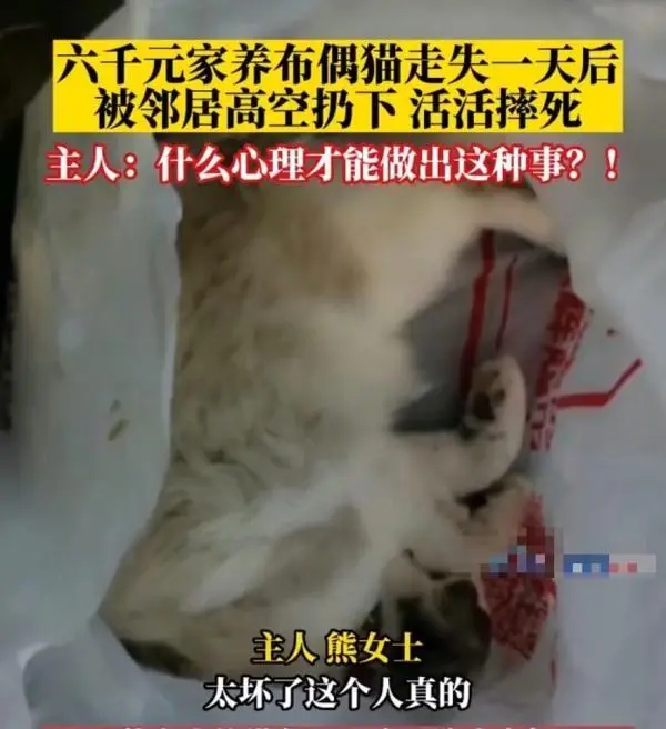 宠物猫被邻居高空扔下活活摔死（猫主人表示什么心理才能做这事）