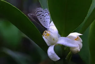 橘子什么时候开花什么时候结果什么时候成熟