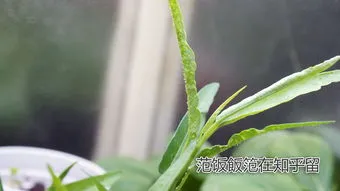 空心菜水培的栽培技术