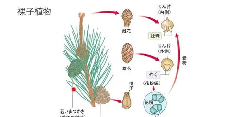 裸子植物为什么没有真正的花