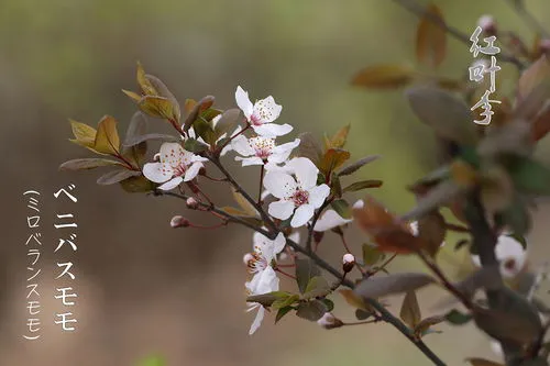 梅花和桃花的区别图解