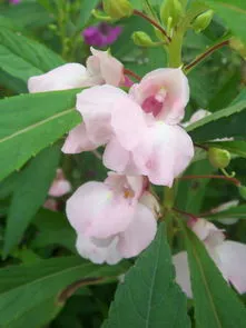 凤仙花种子种植方法步骤