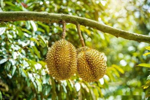 中国种植榴莲基地在哪里