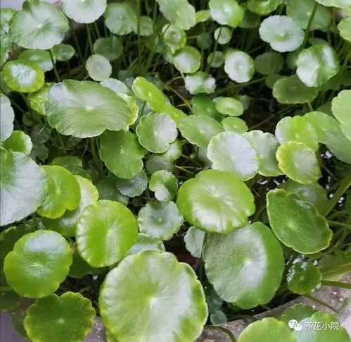 喜水的植物花卉有哪些不喜水的花卉