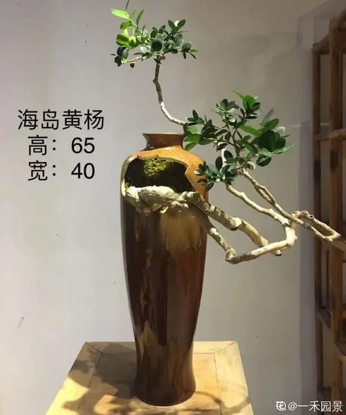 小叶黄杨是绝佳风水树