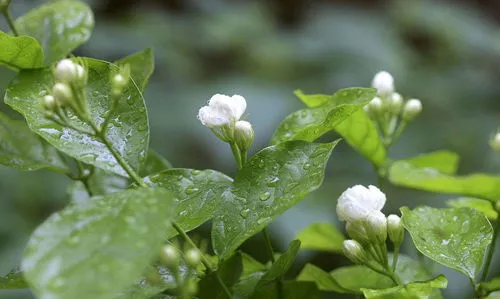 茉莉花的浇水方法和注意事项