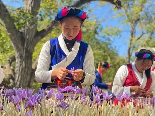 藏红花什么时候采摘最好喝