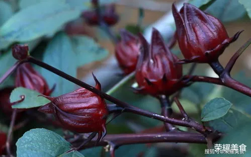 菱角的季节是什么时候