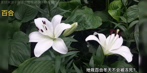 百合花的种植时间方法