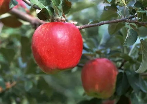 烂苹果可以放花盆里做肥料吗