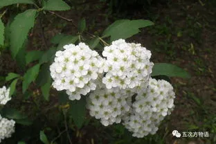 什么花不能浇阿司匹林