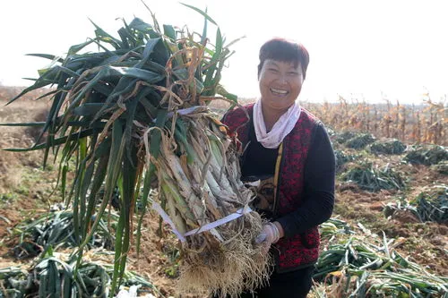 北方大葱种植时间和方法视频