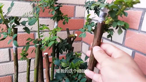 桂花树嫁接月季怎么嫁接