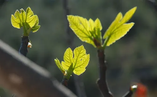 无花果什么时候发芽开花结果