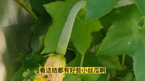 丝瓜种下去后,什么时候才能开花?