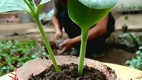 西瓜嫁接技术和管理要点