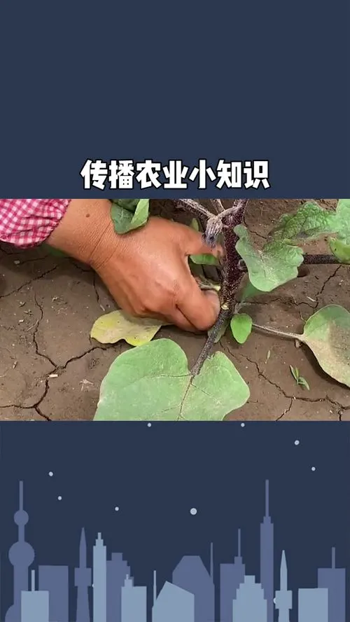 茄子整枝打杈方法