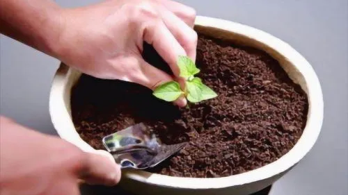 花盆土壤杀菌杀虫的最好方法辣椒水可以杀虫吗