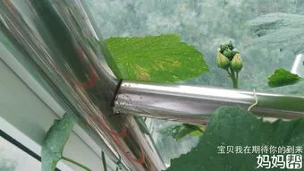 丝瓜多久开花结果