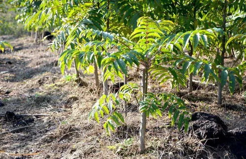 香椿苗的种植方法与管理