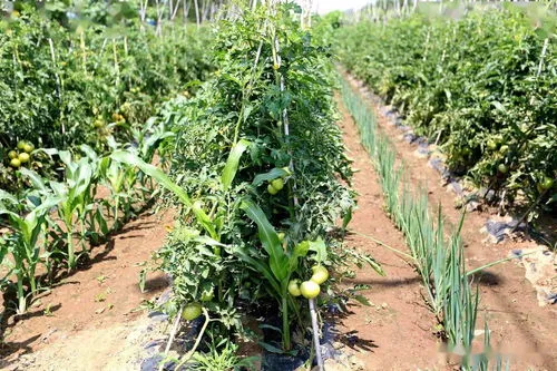 烂苹果能做花的肥料吗