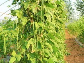 豆角的种植方法和管理技术的书籍那里有售?