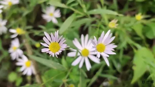 马兰花花语