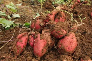 红薯怎么育苗发芽快