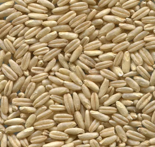 什么是大麦小麦的区别图片