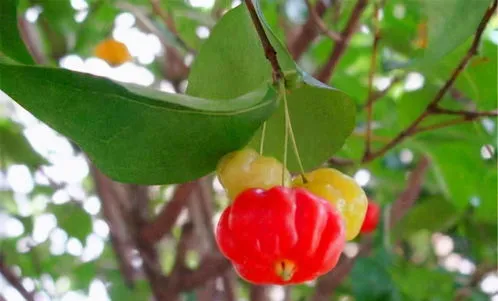 灯笼果种植时间和方法在阳台