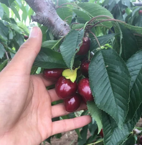 塔玛拉大樱桃品种介绍山东太泰