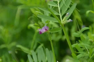 野艾蒿有毒吗