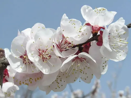 杏花的特点及象征意义