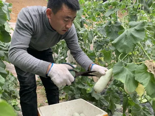 露地种植羊角蜜怎样管理视频