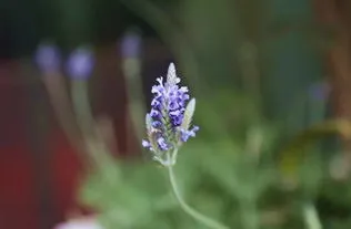 凤尾花的寓意和花语 凤尾花怎么养