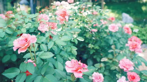 风铃花各种颜色的花语,哪种花的花语是嫉妒?