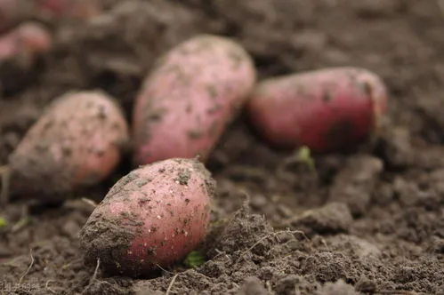 红薯怎么育苗发芽快视频