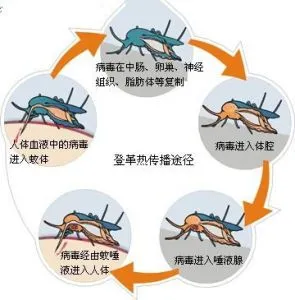 国内已检出多例，有夫妻双双确诊