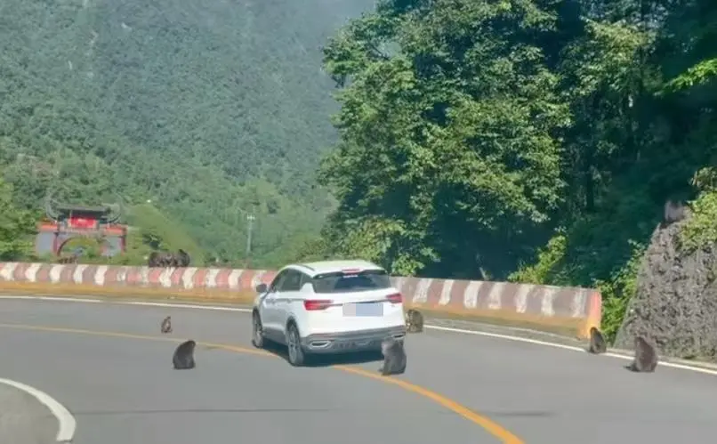 四川一景区6只猴子“排兵布阵”，围堵汽车？景区回应